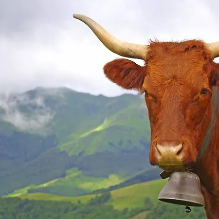 La Maison Des Chats 3*