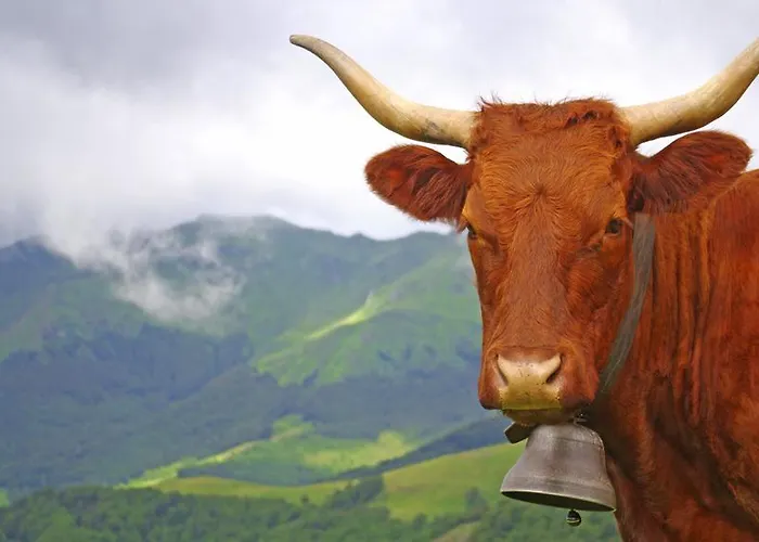 La Maison Des Chats 3*